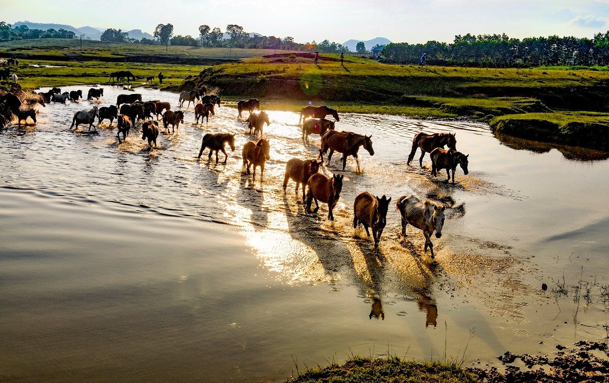 Trại ngựa Bá Vân