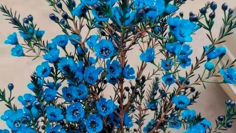 Vẻ đẹp của hoa thanh liễu