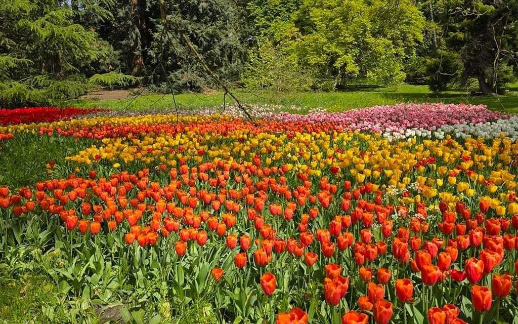 Đảo Mainau - Hòn Đảo Hoa