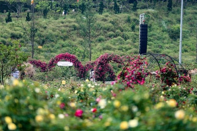 Thung Lũng Hoa Hồng