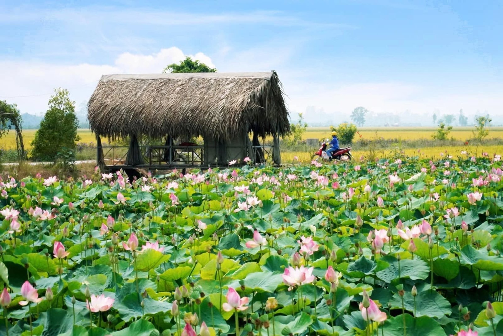 Thời gian lý tưởng trong năm để du lịch Cao Lãnh, Đồng Tháp