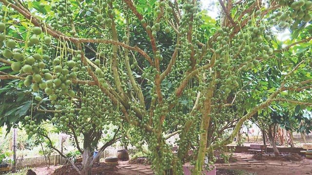 Vườn dâu Tân Thuận