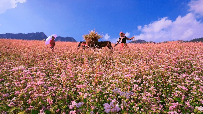 Du lịch Hà Giang mùa nào đẹp nhất?