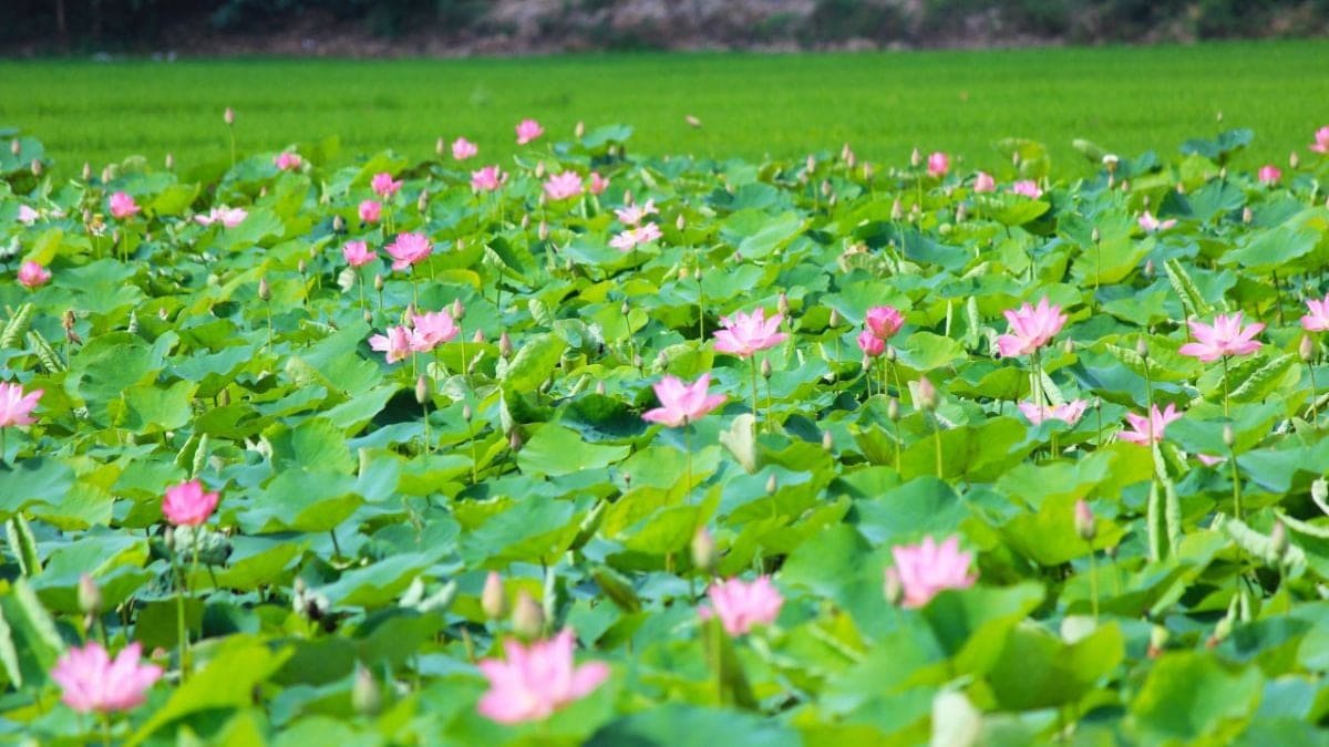 Du lịch Đồng Tháp 1 ngày: Khám phá miền Tây sông nước