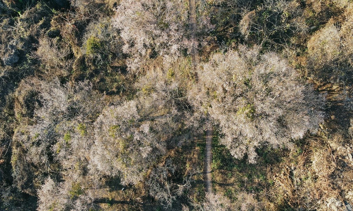 Bản Tả Van