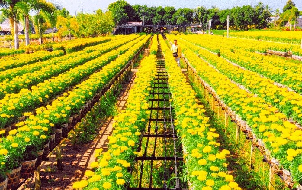 Lịch sử phát triển của làng hoa Bà Bộ qua thời gian