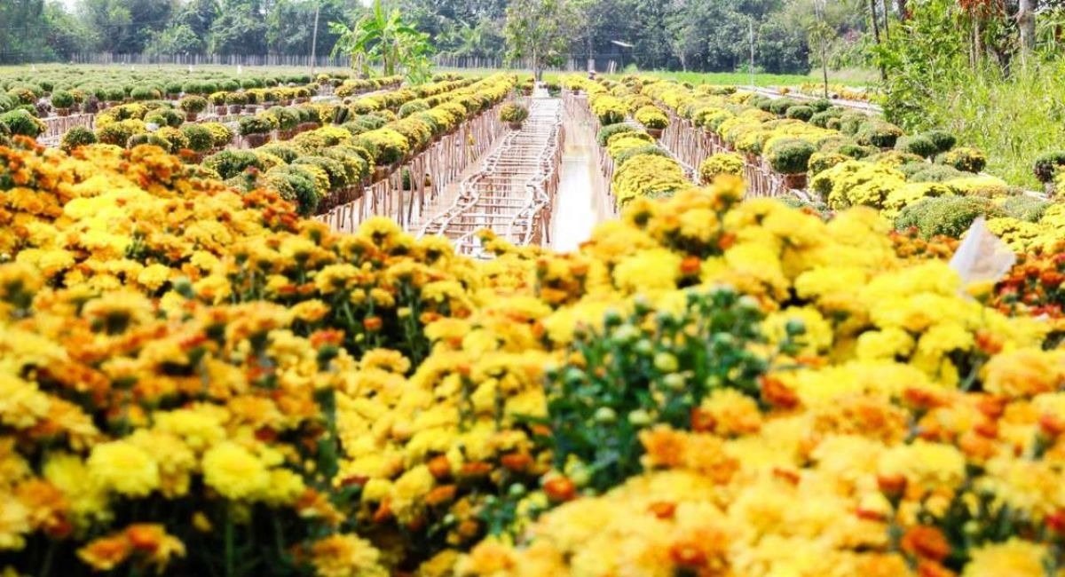 Cách di chuyển đến làng hoa Bà Bộ Cần Thơ