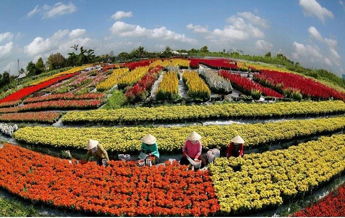 Khám phá quy trình trồng hoa tại làng