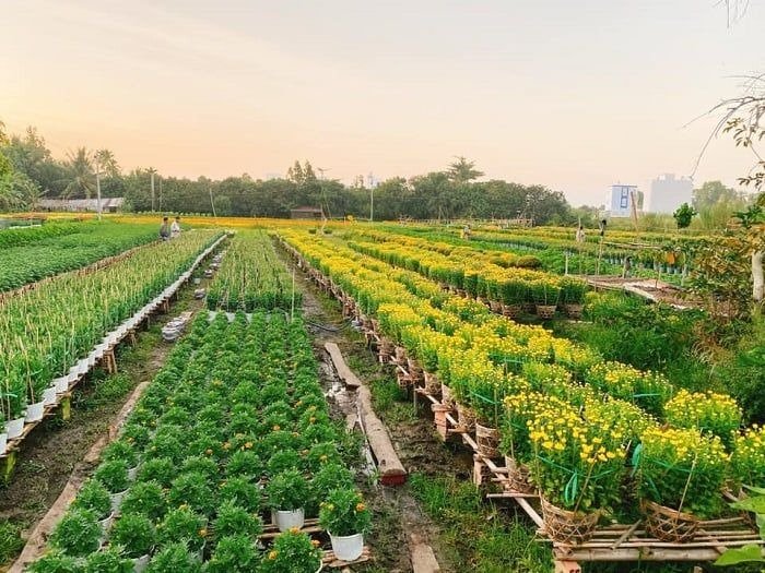 Tham quan và chiêm ngưỡng hoa kiểng và các loài hoa đẹp, ấn tượng