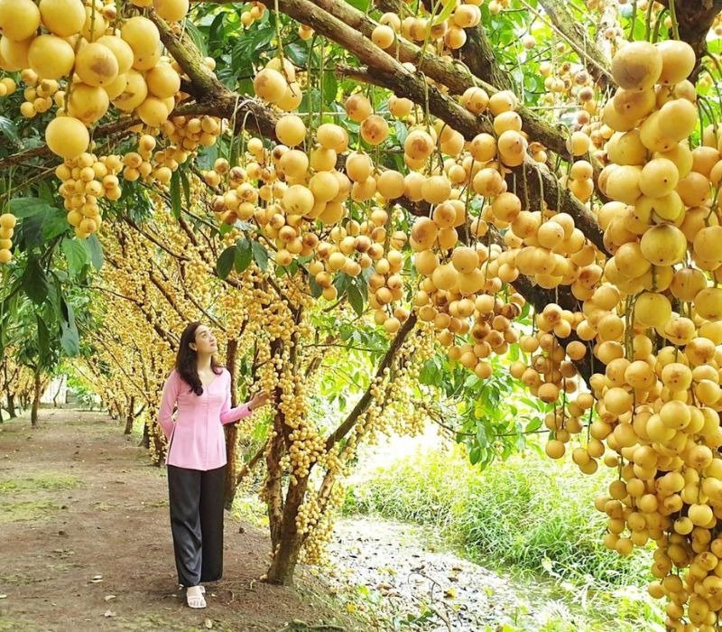 miệt vườn miền tây