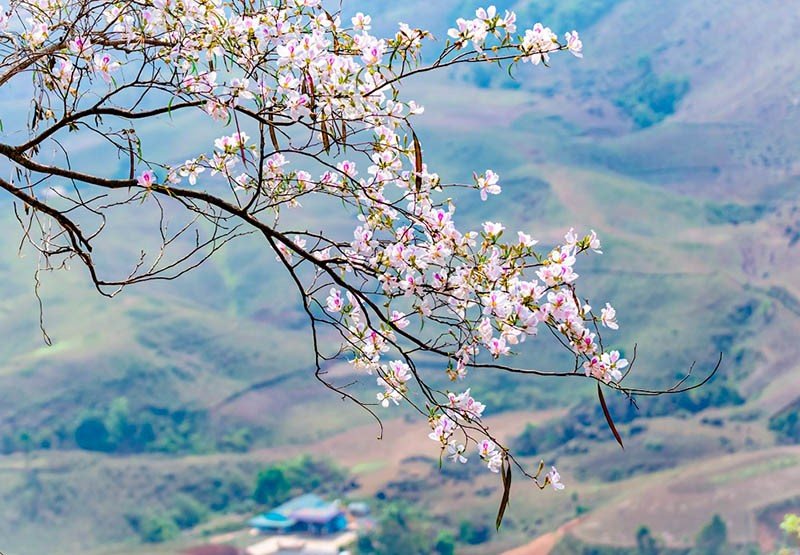 Đặc điểm mùa hoa ban Tây Bắc