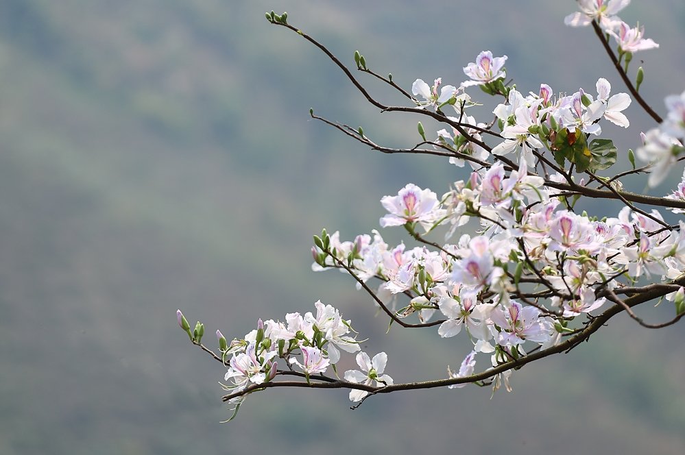 Thời điểm lý tưởng nhất để du lịch mùa hoa ban Tây Bắc