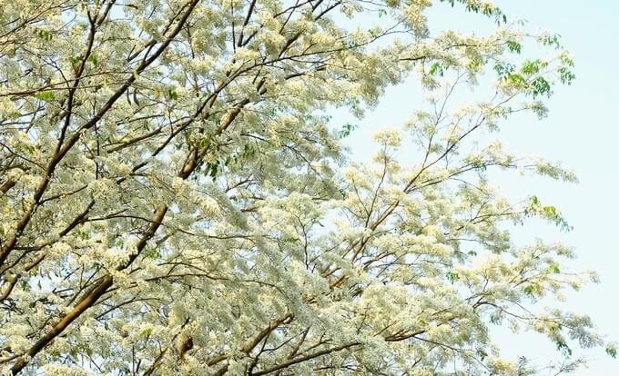 Tháng 2 - Hoa sưa thanh khiết