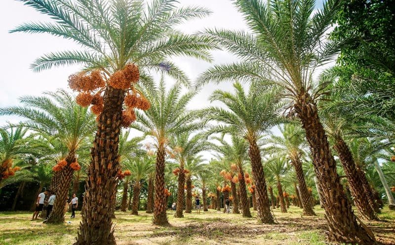 Những thông tin cần biết khi ghé thăm Vườn Chà Là Sa Đéc