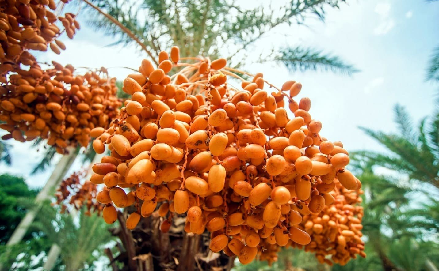 Trải nghiệm hái và thưởng thức chà là tại vườn