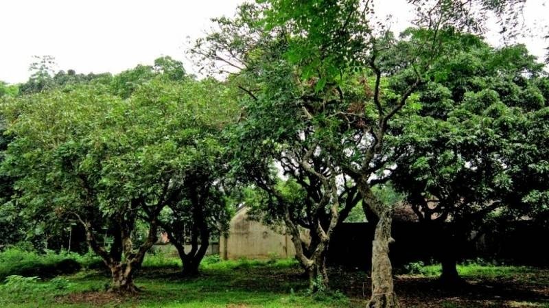 Vị trí của vườn nhãn cổ Bạc Liêu