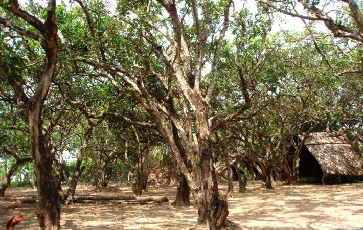 Cách di chuyển đến vườn nhãn cổ Bạc Liêu