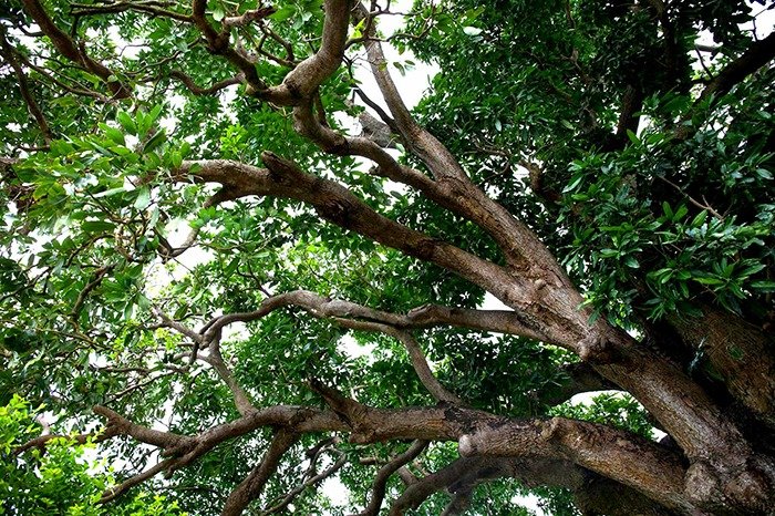 Khám phá vườn nhãn cổ Bạc Liêu