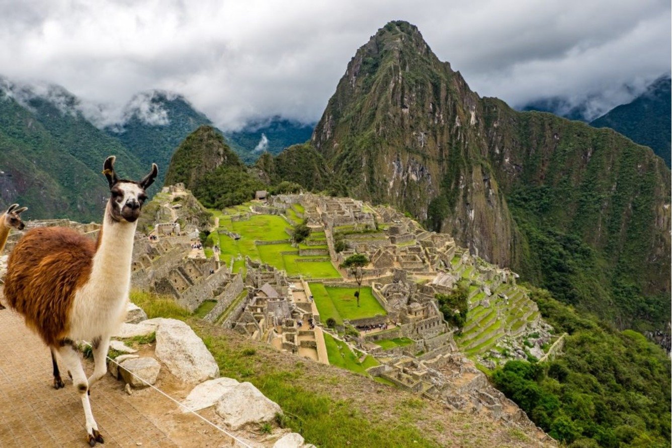 Lạc đà không bướu đứng trước Machu Picchu, di sản thế giới UNESCO với núi non hùng vĩ và di tích cổ xưa.
