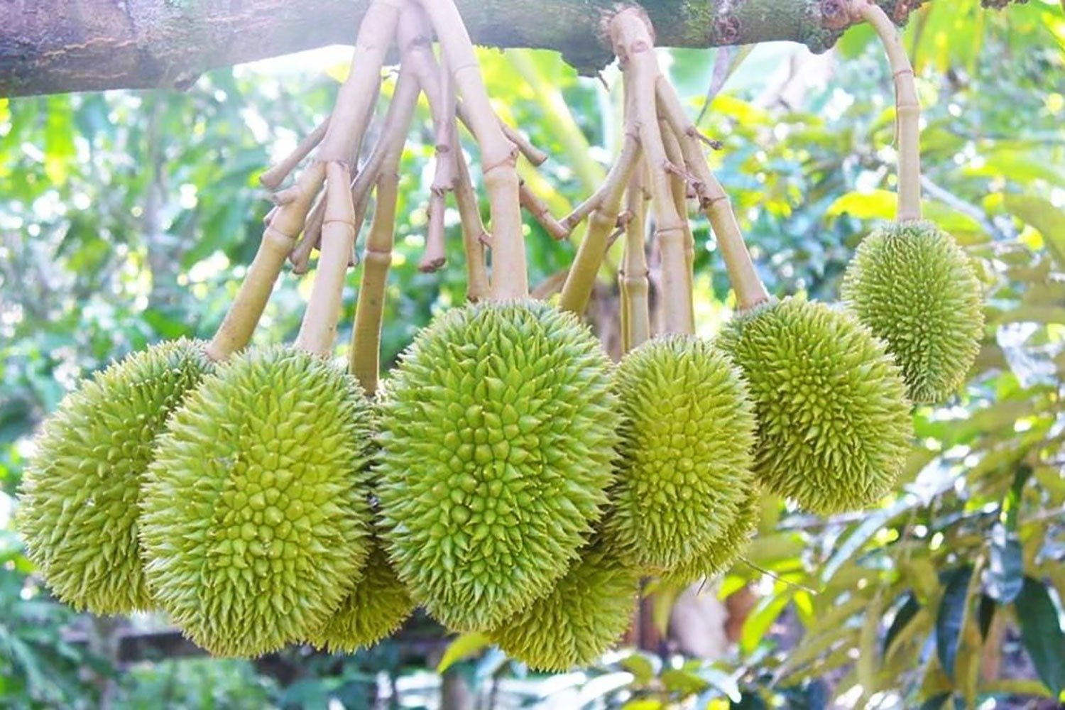 Quả sầu riêng xanh treo trên cành cây, ánh sáng tự nhiên chiếu tỏa từ mặt trời, trong khu vườn nhiệt đới.