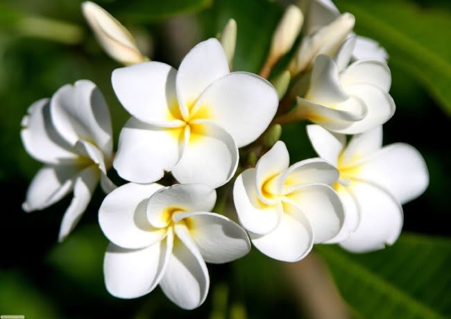 Cụm hoa đại trắng tinh khiết với nhụy vàng nổi bật trên nền lá xanh mướt, biểu trưng sự thanh khiết và tươi mới.