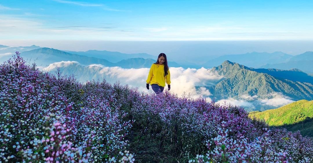 Cô gái với áo vàng đứng giữa cánh đồng hoa tím, phông nền là núi non và mây trời xanh tươi đẹp.