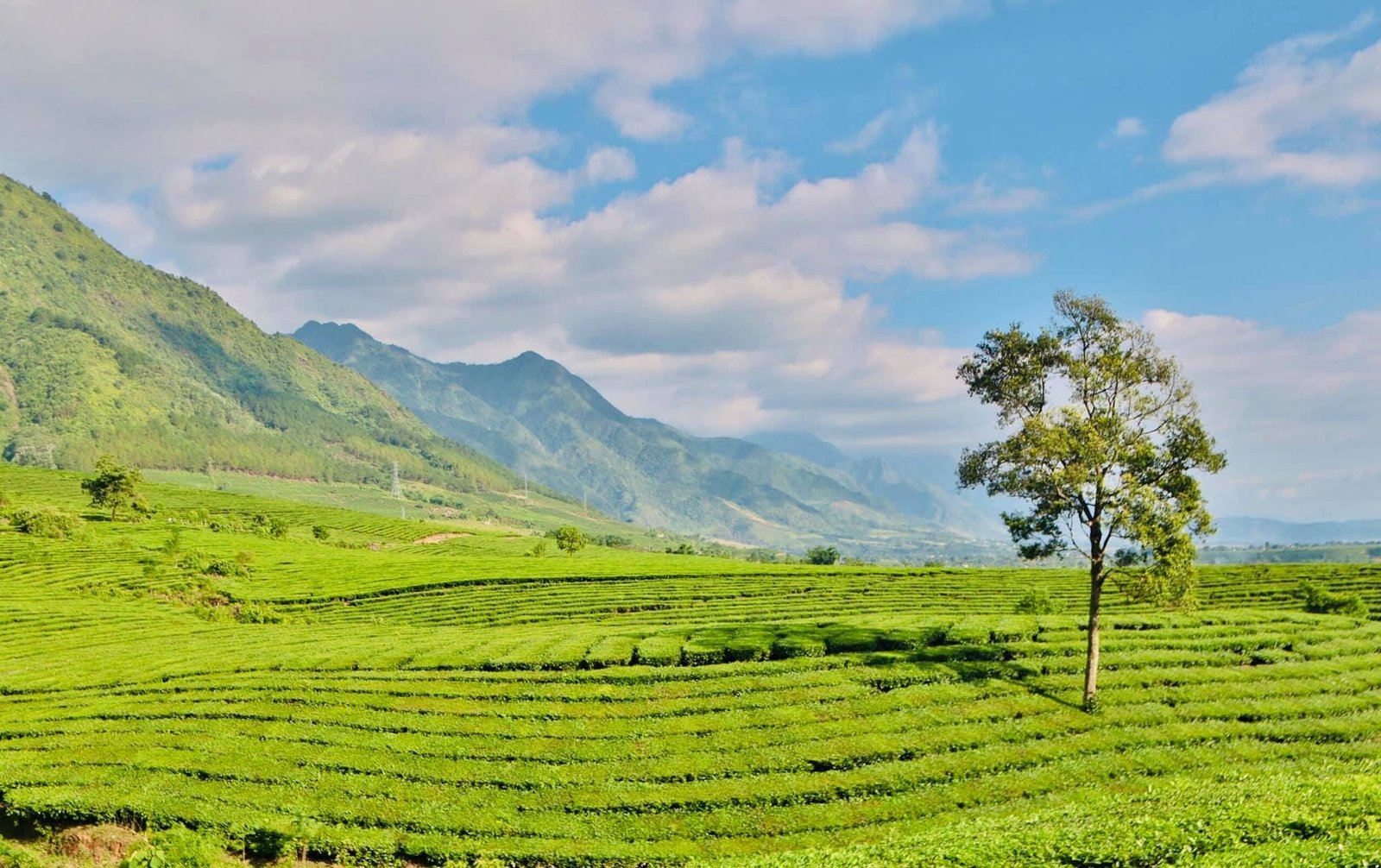 Đồi chè Tân Uyên