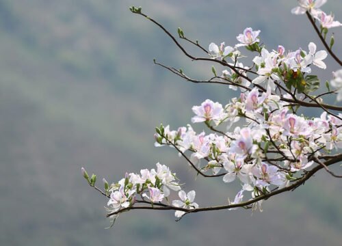 Ban Tây Bắc: Vẻ đẹp thiên nhiên hùng vĩ