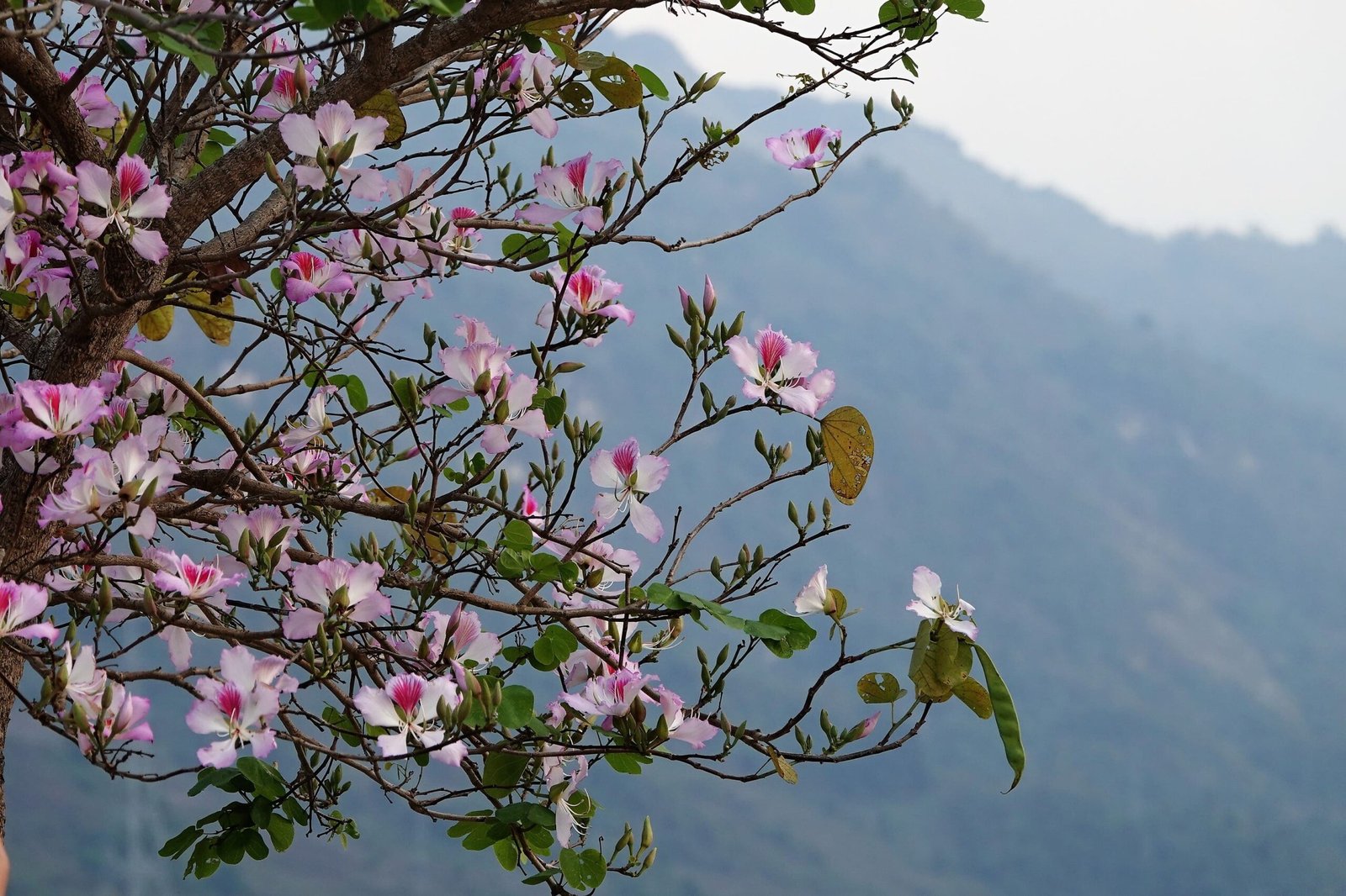 Thời điểm mùa hoa Ban Tây Bắc nở