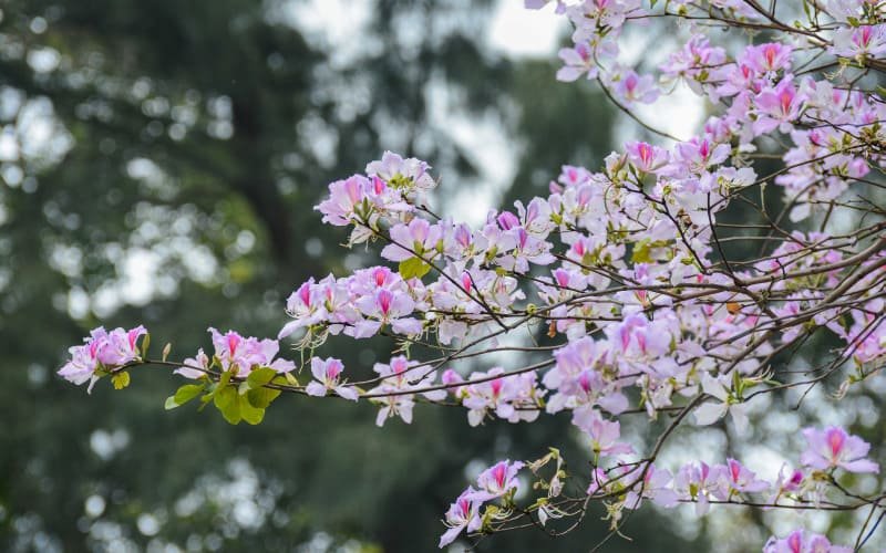 Thời điểm mùa hoa Ban Tây Bắc nở