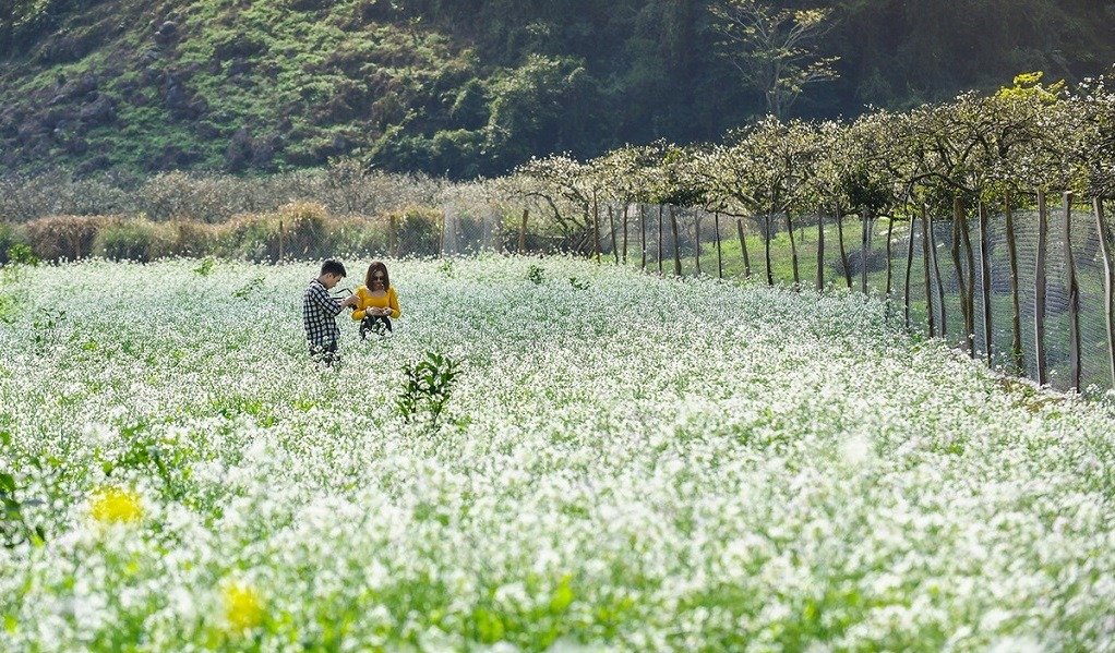Cánh đồng hoa trắng nở rộ với hai người đang dạo bước, mang vẻ đẹp thiên nhiên tươi mát và thơ mộng.