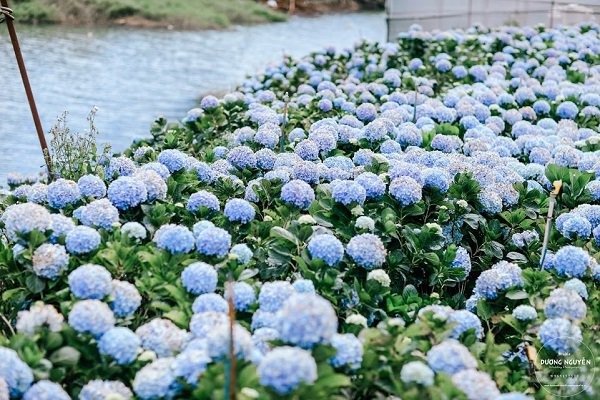 Cánh đồng hoa cẩm tú cầu xanh tươi bên bờ sông, tạo nên cảnh đẹp tự nhiên và thư thái, thu hút người thưởng ngoạn.