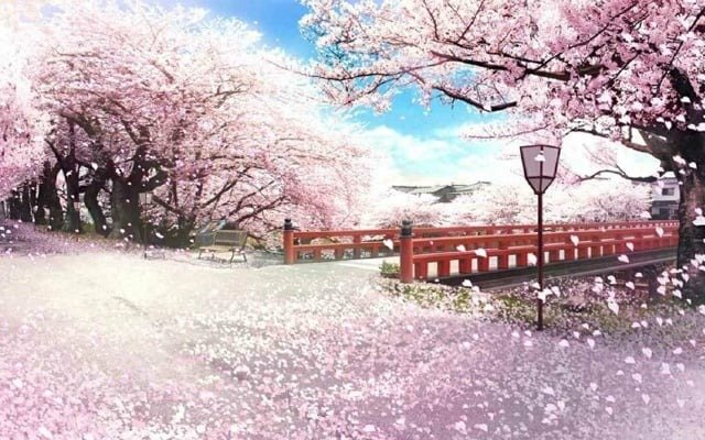 Khung cảnh mùa xuân với hoa anh đào nở rộ bao quanh cây cầu đỏ và đèn đường trong công viên yên bình.