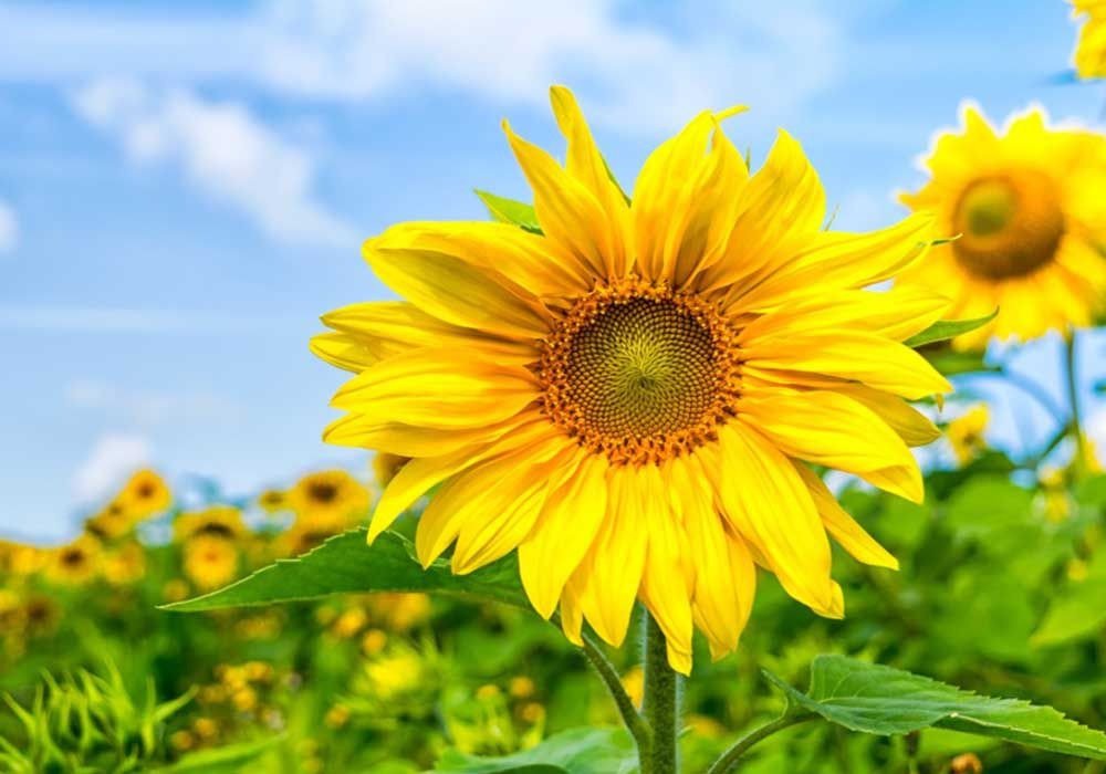Cánh đồng hoa hướng dương rực rỡ dưới bầu trời xanh, nổi bật với những bông hoa vàng tươi đầy sức sống.