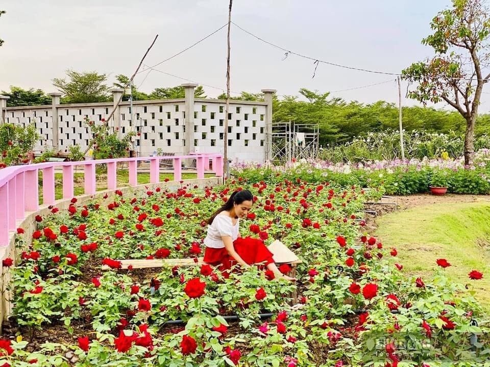 Chiêm ngưỡng các giống hoa hồng