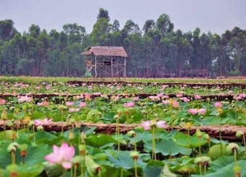 Khu du lịch Đồng Sen Tháp Mười: Vẻ đẹp bình dị