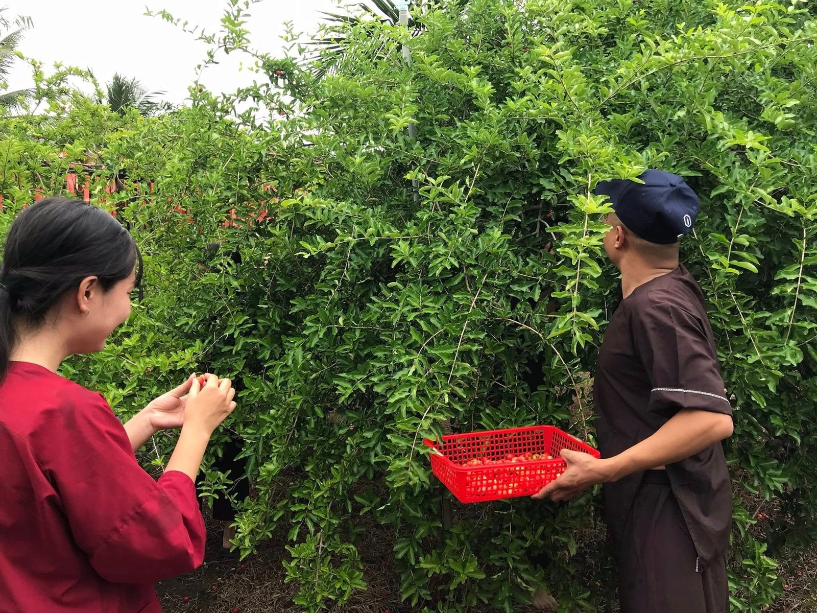 Khám phá vườn trái cây phong phú