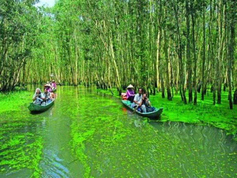 Khám phá rừng tràm ở khu du lịch sinh thái Gáo Giồng