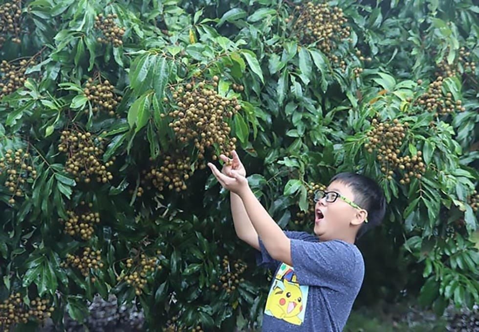 Tham quan vườn trái cây trĩu quả và trang trại chăn nuôi gia súc