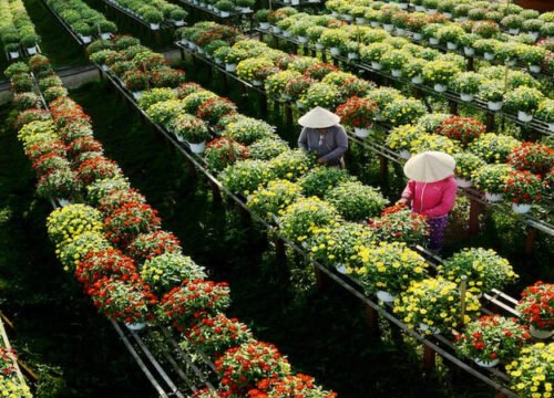Làng hoa Sa Đéc: Khám phá “thủ phủ hoa” Đồng Tháp