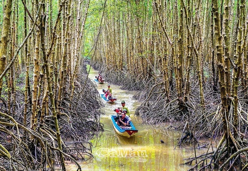 Rừng đước Lâm Ngư Trường 184