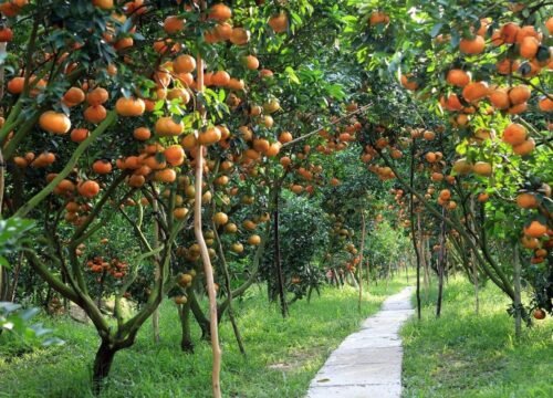 Top 8 vườn trái cây Tiền Giang Thơm Ngon, Check-in Cực Đẹp