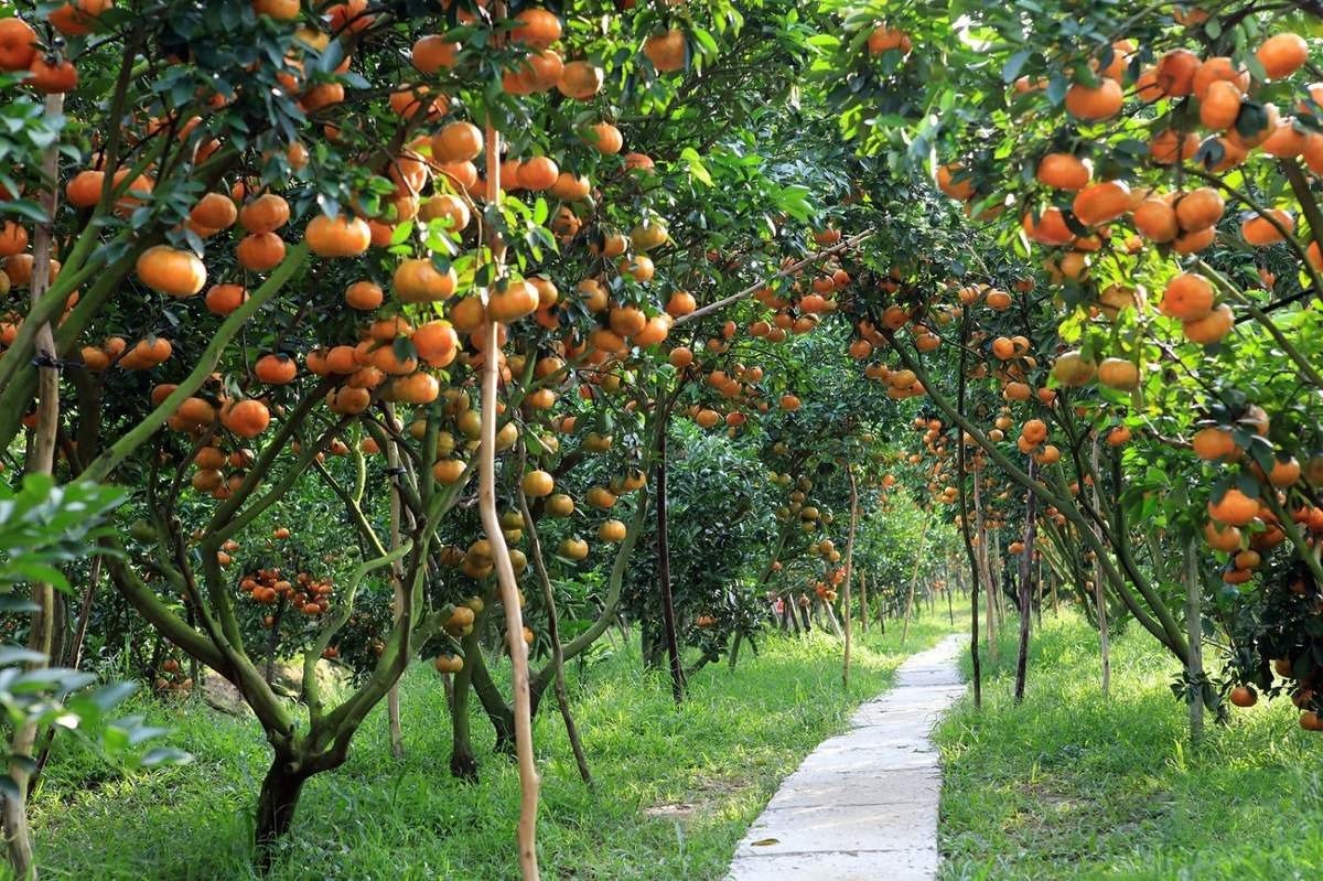 Vườn cây trái chín mọng treo trên cành, lối đi lát đá uốn quanh, nằm giữa không gian xanh tươi và ánh nắng sáng rực.